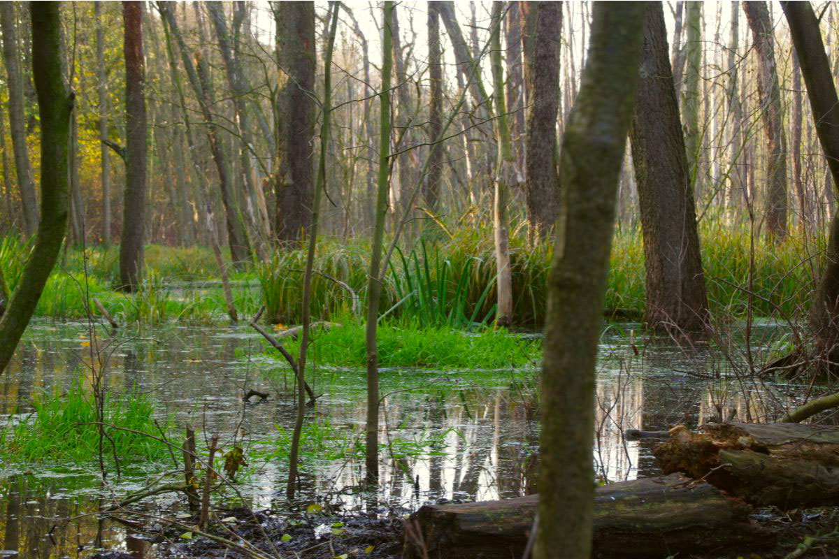 restoration of wetlands