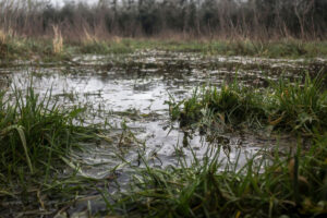 Flooded grassland.